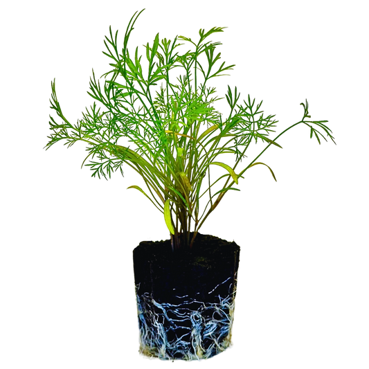 Dill