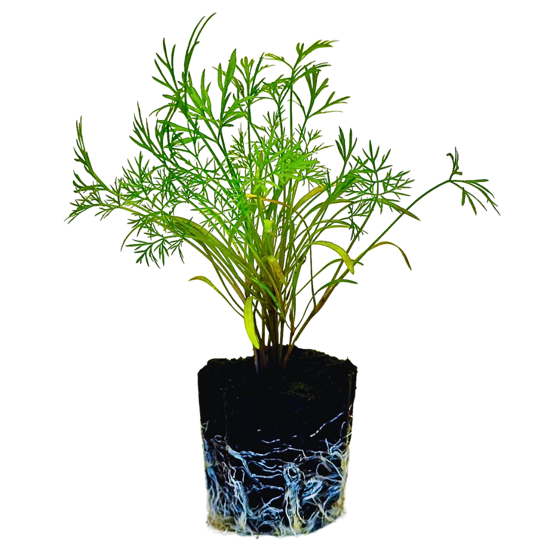 Herb - Dill