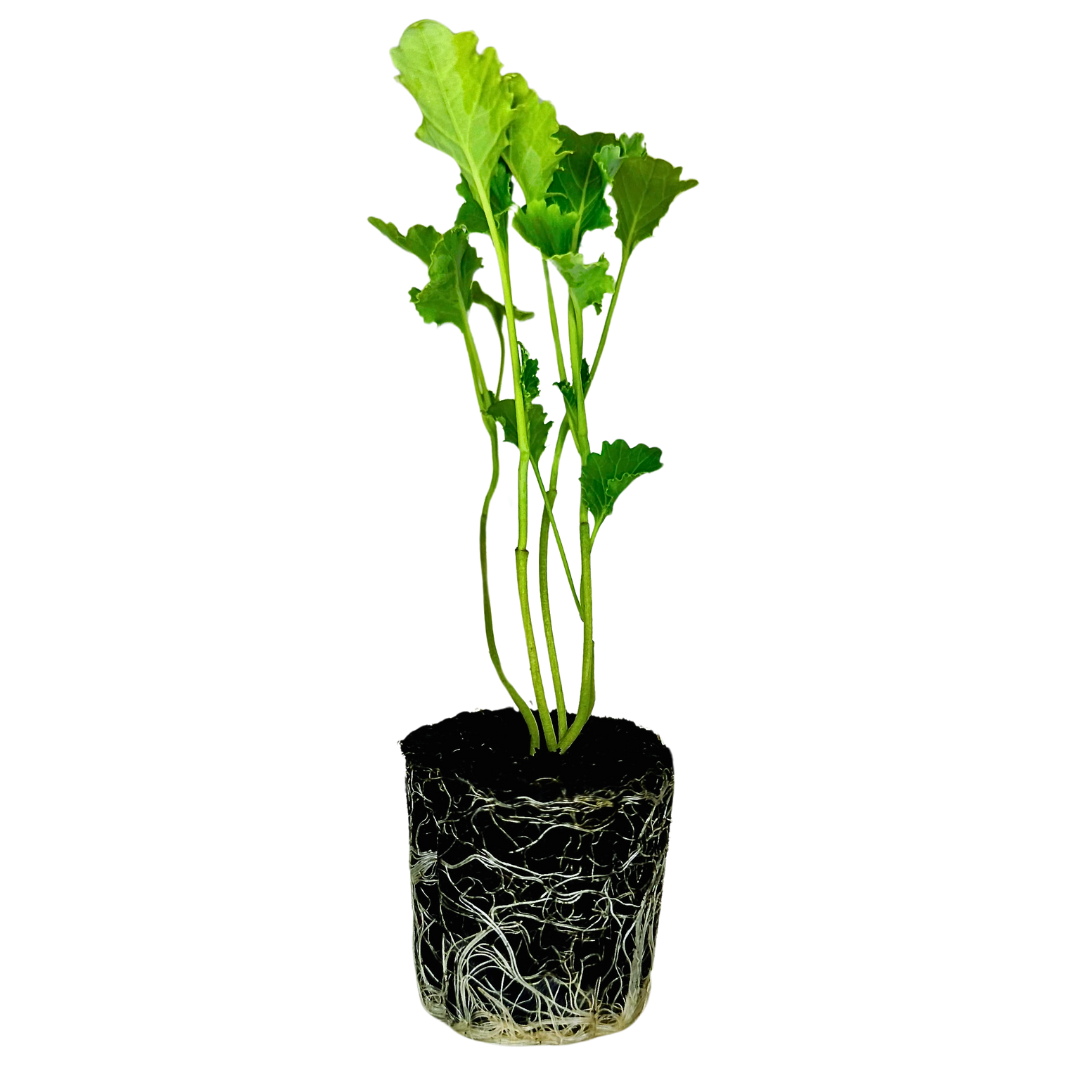 Kale - Dwarf Siberian