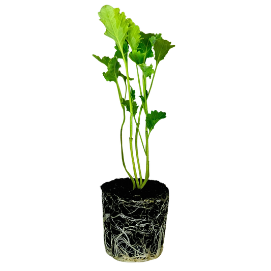 Kale - Dwarf Siberian