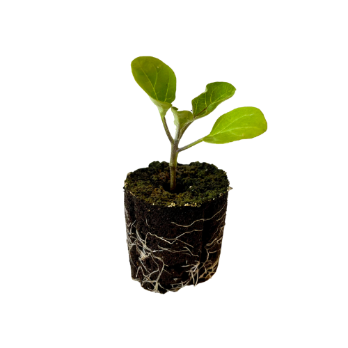 Eggplant - Mini Round
