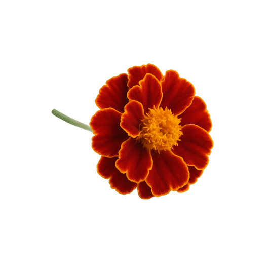 Flower - French Marigold