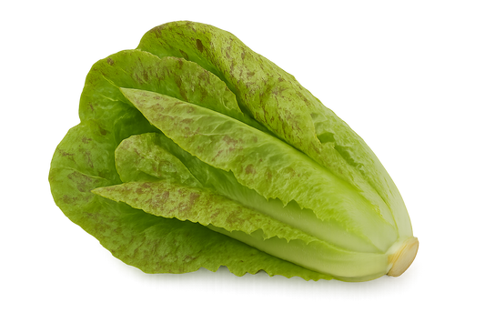 Lettuce - Freckled