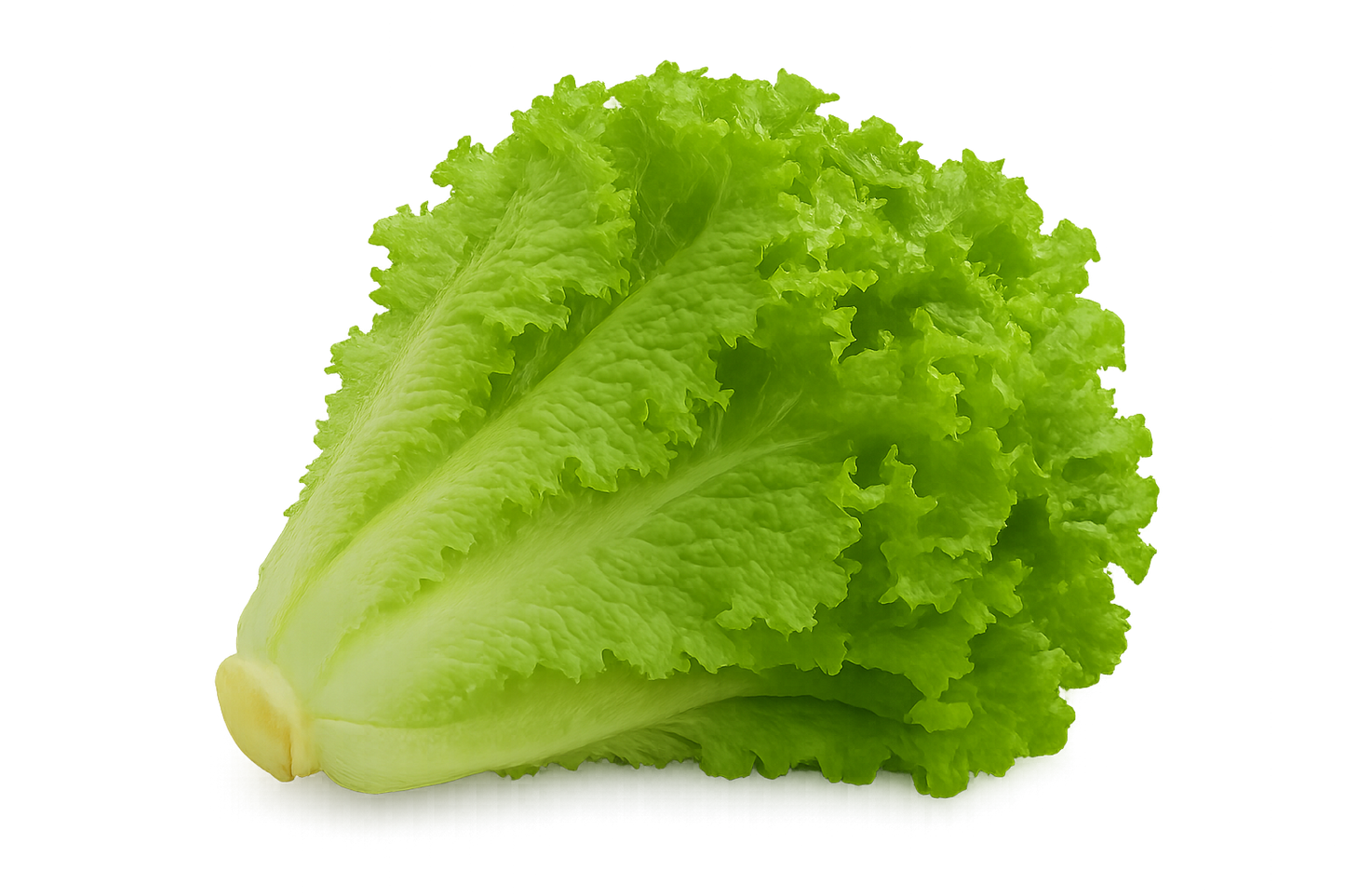 Lettuce - Green Leaf