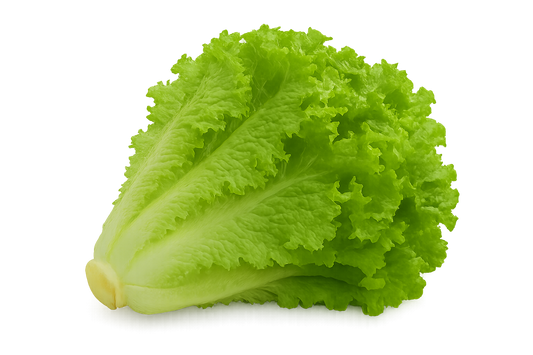Lettuce - Green Leaf