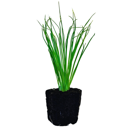 Green Onion