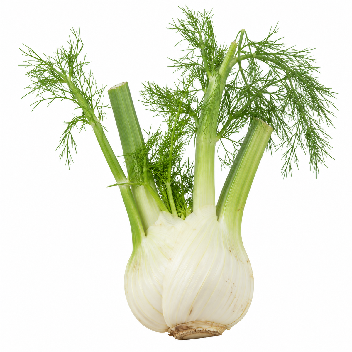 Herb - Fennel