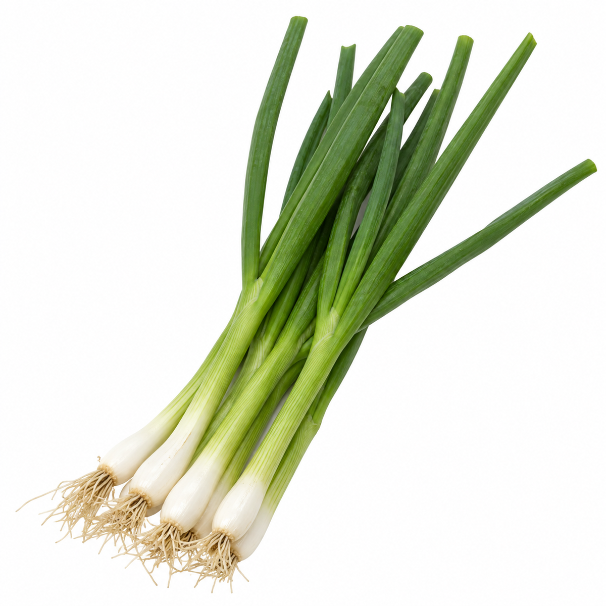 Herb - Green Onion