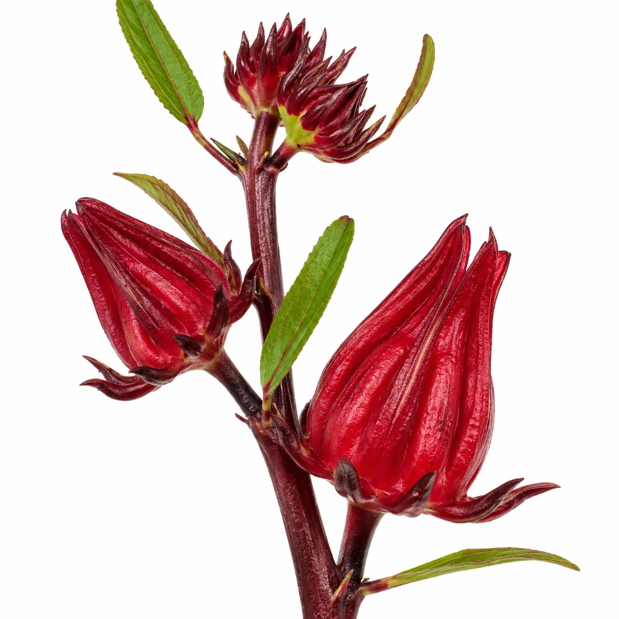 Hibiscus
