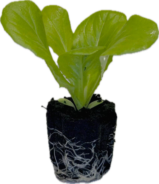 Lettuce - Butter