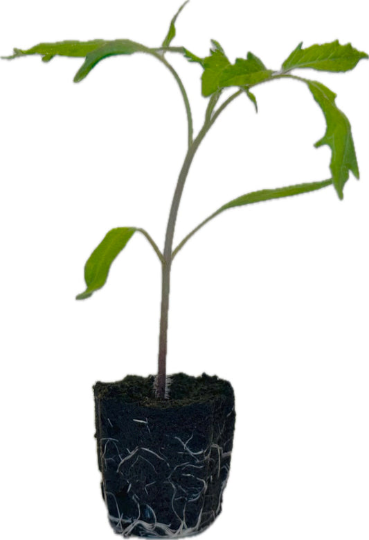 Tomato - Green Striped