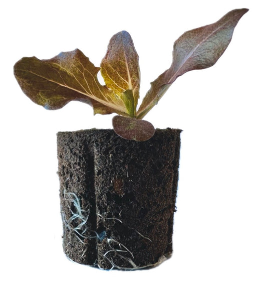 Lettuce - Bibb