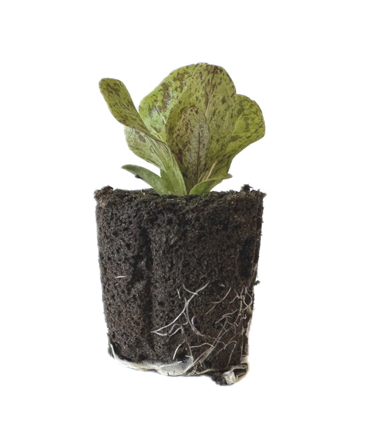 Lettuce - Freckled