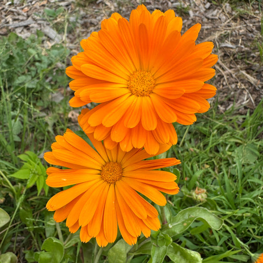 Flower - Calendula