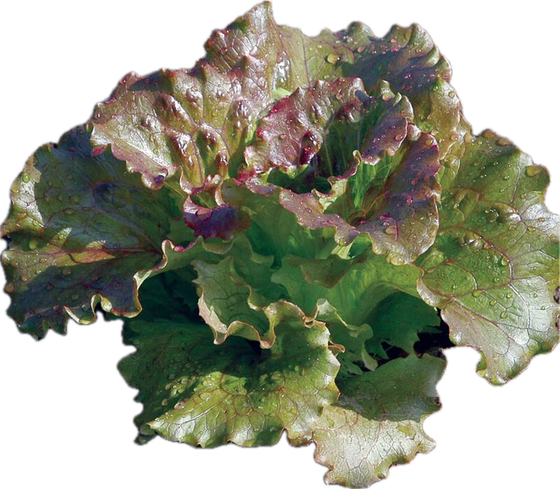 Lettuce - Crisp
