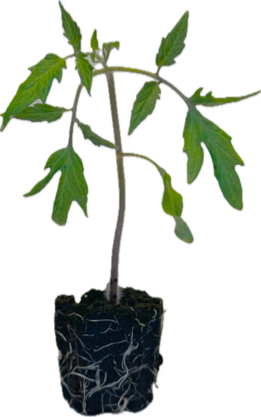 Tomato - Medium Slicing