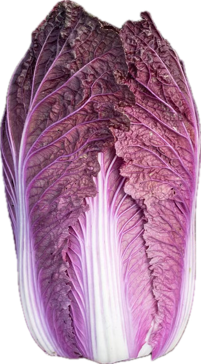 Cabbage - Napa