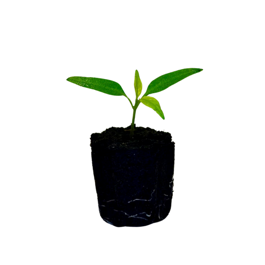 Peppers - Jalapeno