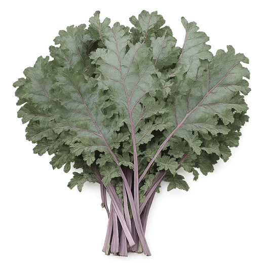 Kale - Red Frilled