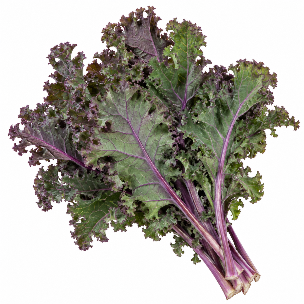 Kale - Red Frilled