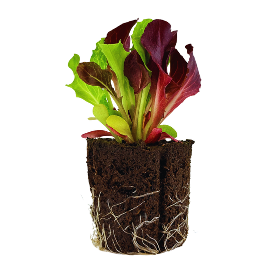 Lettuce - Mix