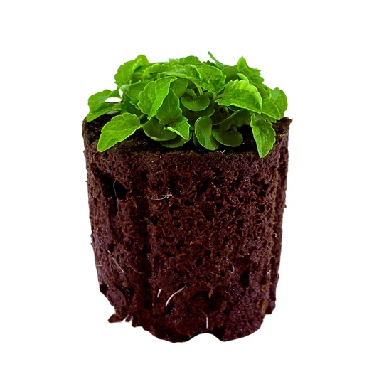 Lemon Balm