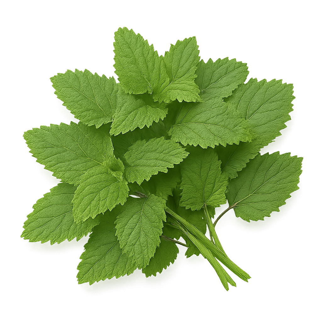 Lemon Balm
