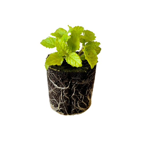 Lemon Balm