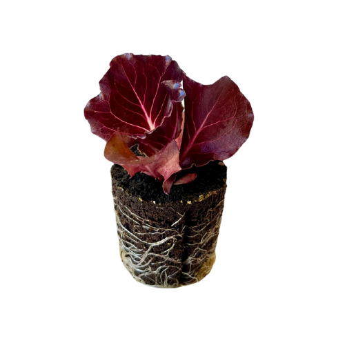 Lettuce - Red Leaf