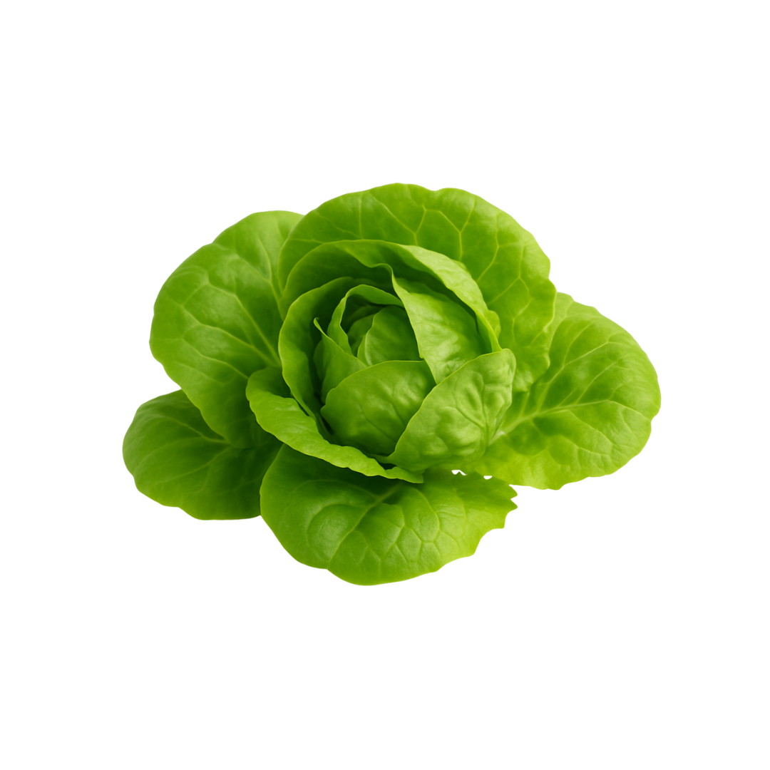 Lettuce - Butter
