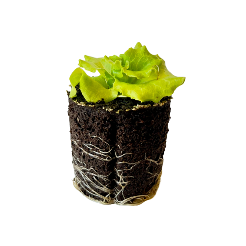 Lettuce - Green Leaf