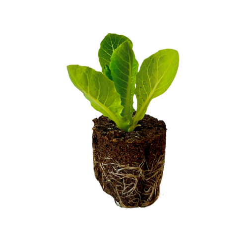 Lettuce - Romaine