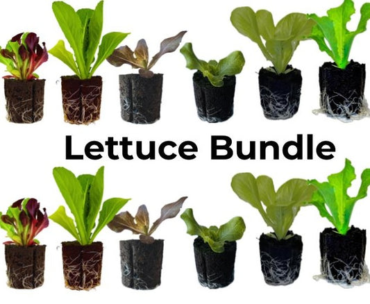 Lettuce Bundle