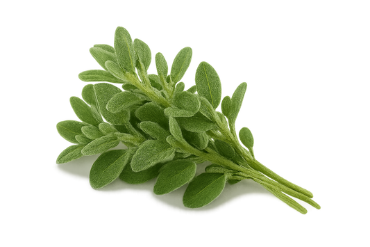 Marjoram