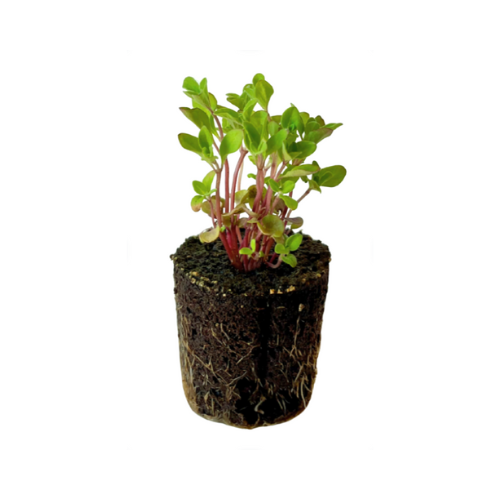 Marjoram