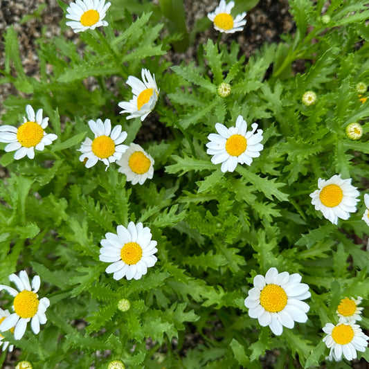 Flower - Chrysanthemum