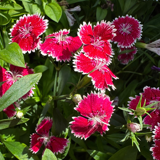Flower - Dianthus