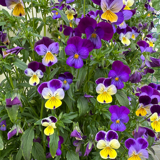 Flower - Viola Mini