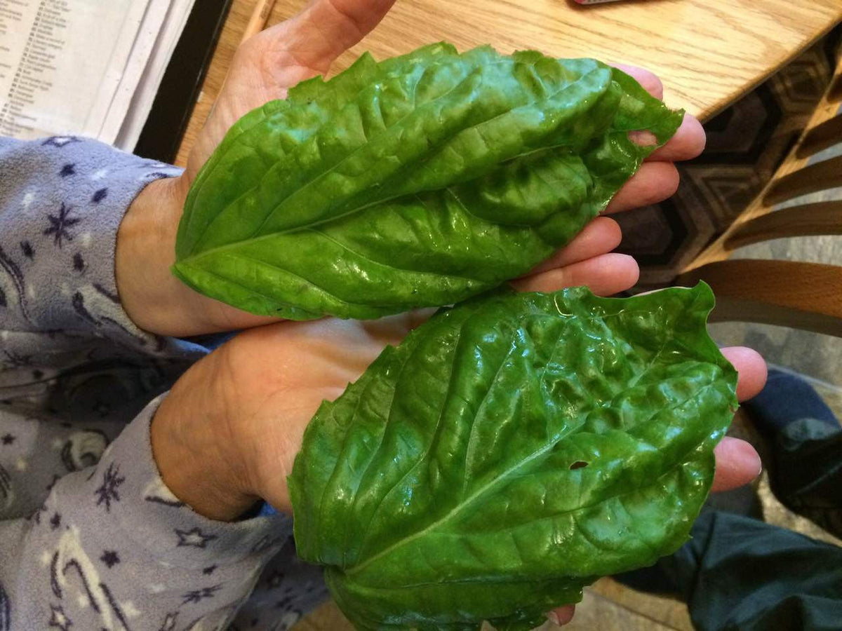 Seeds - Basil (Bolloso Napoletano)