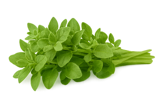 Oregano - Greek