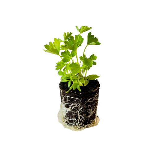 Parsley - Italian Flat