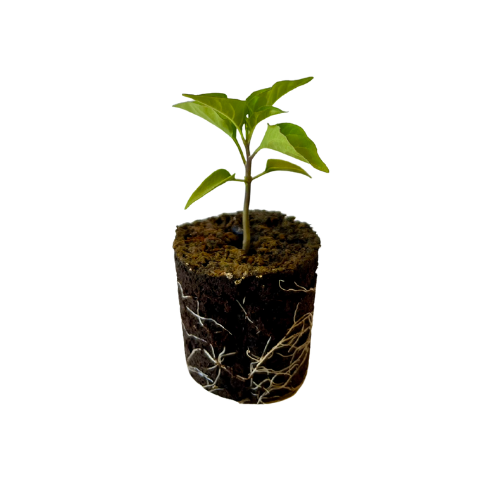 Pepper - Tabasco