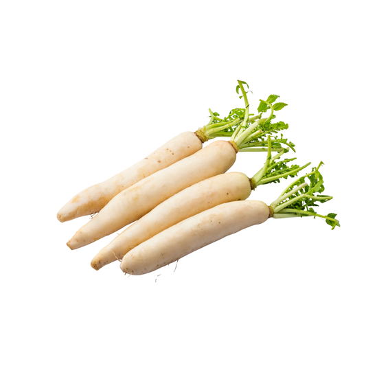 Radish - Daikon