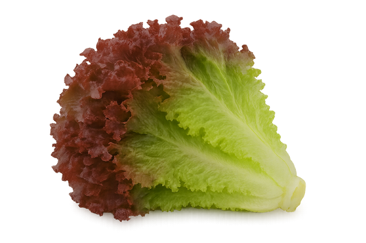 Lettuce - Red Crisp