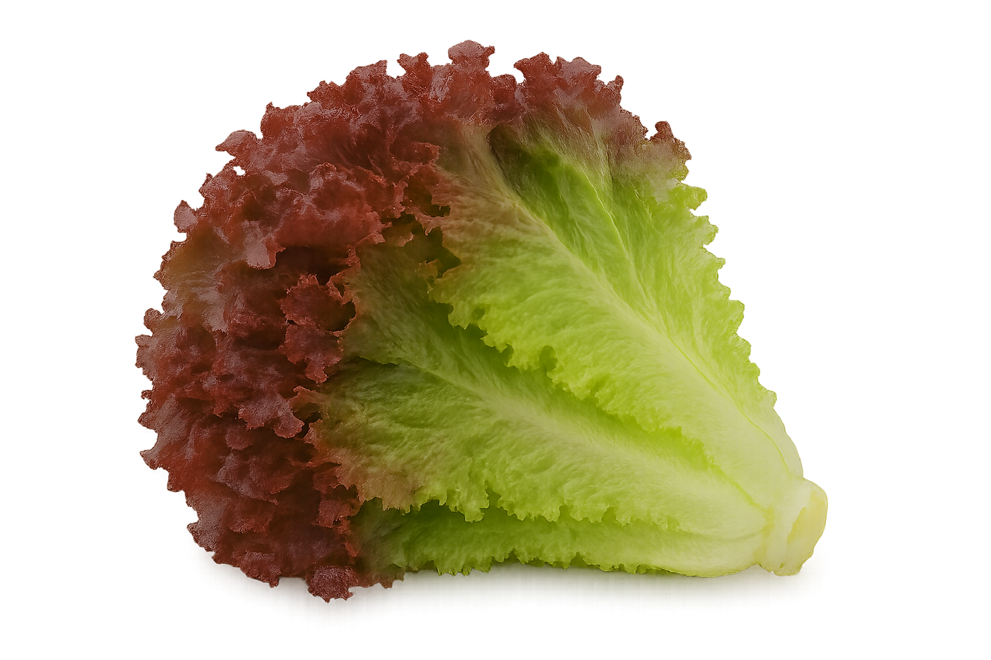 Lettuce Bundle