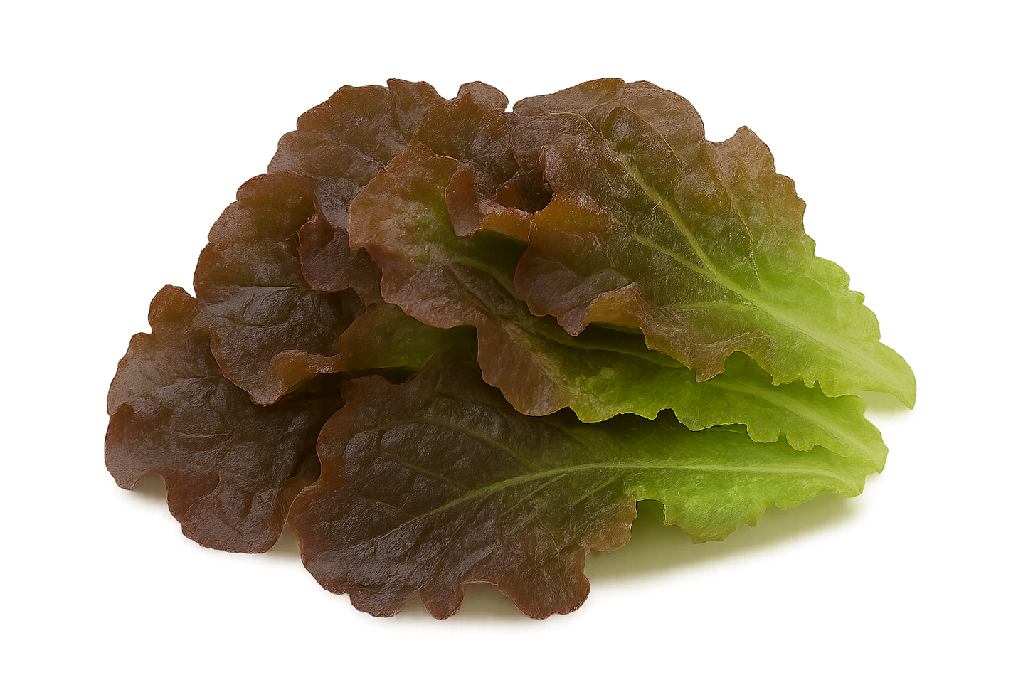 Lettuce - Red Leaf