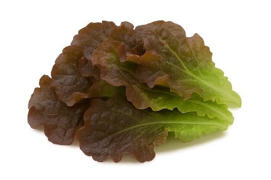 Lettuce - Red Leaf
