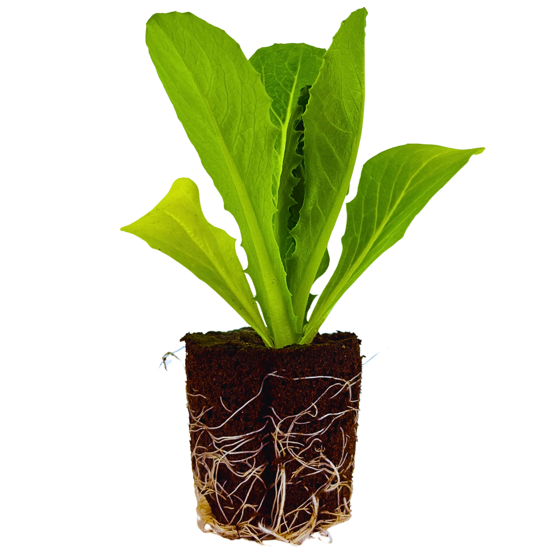 Lettuce - Romaine