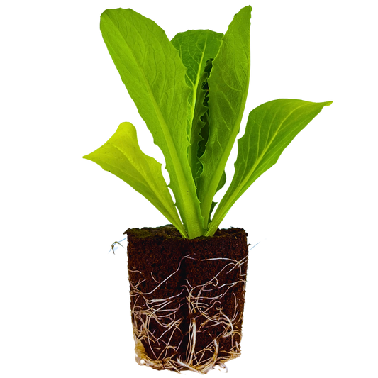 Lettuce - Romaine