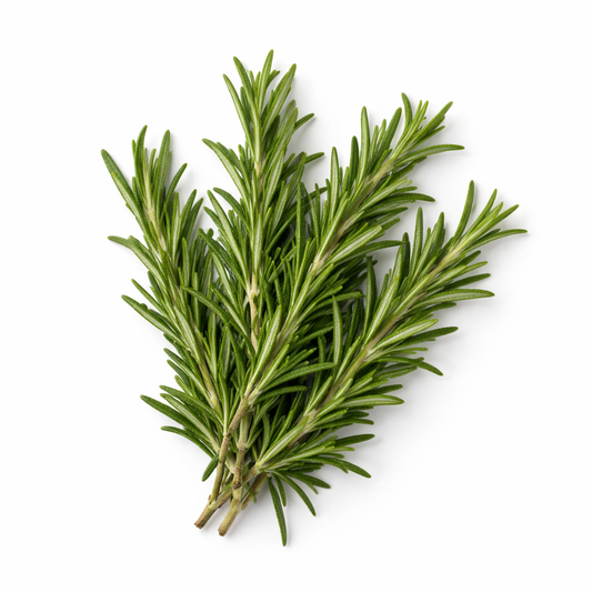 Herb - Rosemary